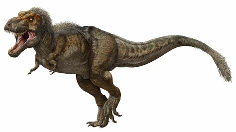 Reconstruction of a tirannosaurus with the body held horizontally and the tail used for balance, not direct support.