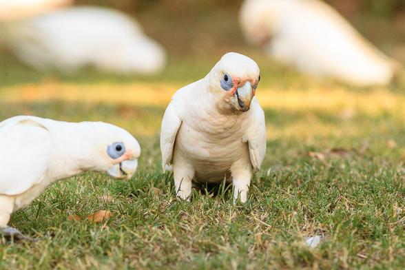 Two small cockatoo like birds, with blue rim around the eye, and pink around the beak, standing on the ground. Other corellas in the background.