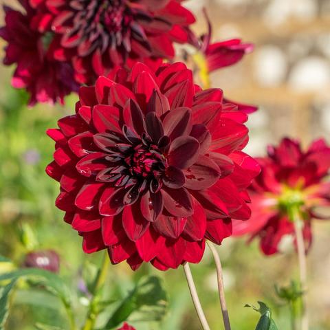 A red garden dahlia, against an unfocused bokeh background consisting of other red dahlias, greenery and a stone wall.