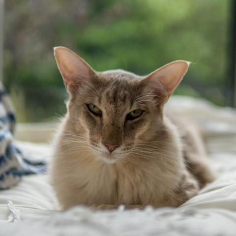 An Egyptian male cat sitting on a bedspread and looking moody against a background of greenery