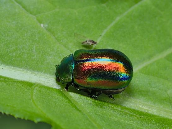 leaf beetle