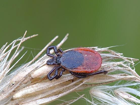 A red and black tick
