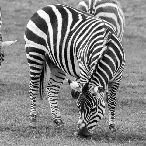 Black and white picture of a zebra grazing.