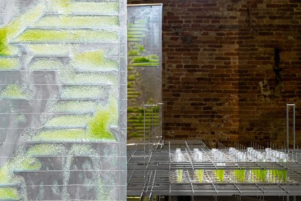 Algae curtains next to steel table