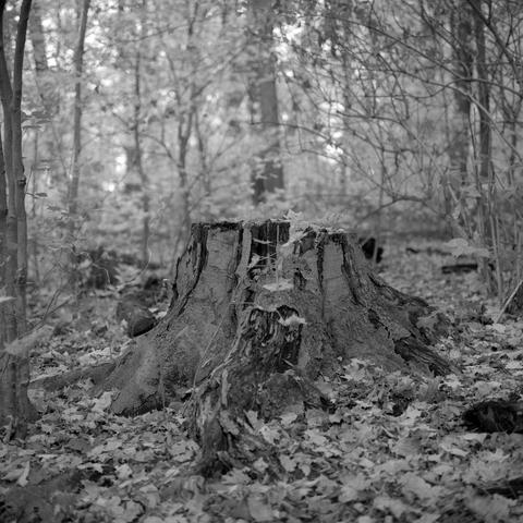 Stumped