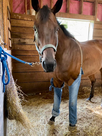 it's a brown horse in a stable standing on some hay. it has the legs from a pair of jeans on its front legs, they are held on by some kind of belt. jean suspenders. I guess they are not jorts, per se, but I will take what I can get in this hell world
