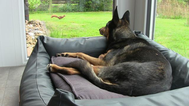 Hund im Bettchen liegend vor Glasscheibe - Eichhörnchen auf dem Rasen