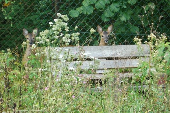 zwei Reh-Köpfe sind zu erhahnen, man sieht die Ohren gut.
Sie stehen hinter einer Holzbank, zunf um ist alles Grün, sie stehen weiter weg, keine Nahaufnahme