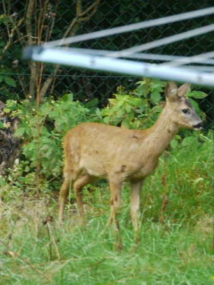 Ein Reh im Garten (mit Zoom aufgenommen)