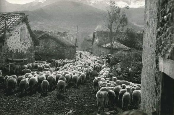 Un ramat d'ovelles s'allunyen per un carrer no asfaltat d'un poble vell. Fotografia en blanc i negre