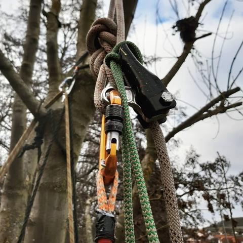 Sicherung mit Karabuner und Shunt und einer grüner reepschnur auf dem Shunt. Das häängt in einem Baum