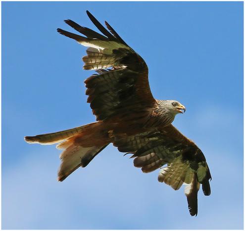 Sobald ein Rotmilan in einem Planungsgebiet auftauche, könne dort im Prinzip nicht mehr gebaut werden.