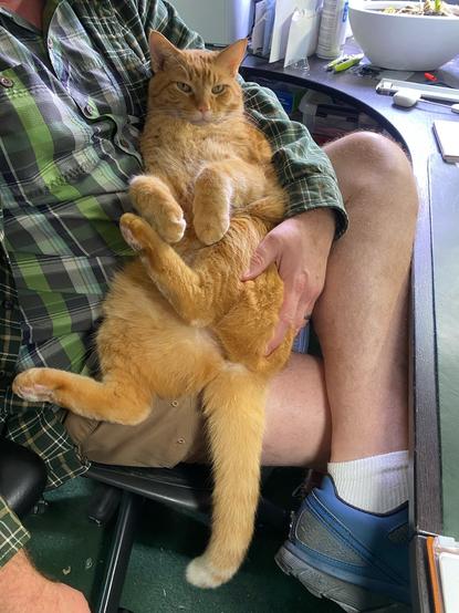 A large orange cat lying on his back in my lap.
