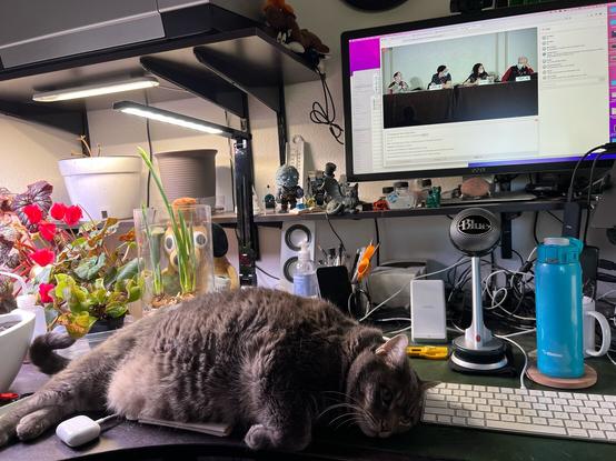 A huge grey cat laying next to my keyboard a panel is live streaming on a screen behind her
