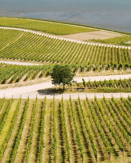 A lonely tree within the rows of vines at the wavy banks of river Rhine near Rüdesheim.
