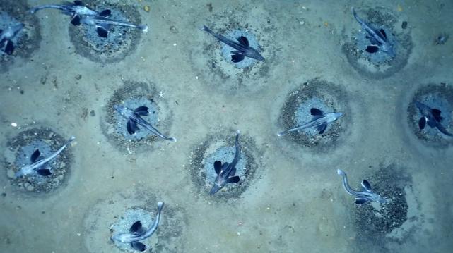 Several nests of notothenioid icefish (Neopagetopsis ionah) in colony in Weddel sea