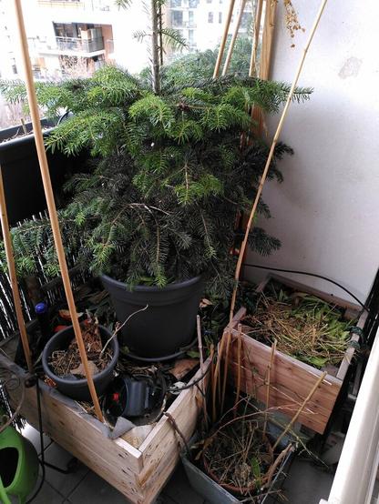 Grand bac de culture en hivernage sous le sapin de Noël qui profite de ce piédestal pour attraper un peu de lumière hivernale. À côté des tulipes (bulbes récupérés lors d'un achat de bouquet l'année dernière) qui pousse le paillage pour chercher la lumière.