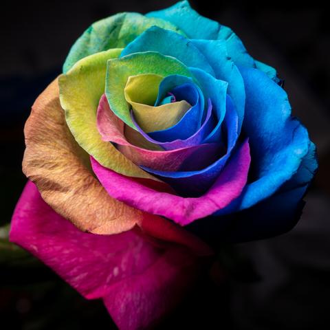 A rose painted with multiple rainbow colors