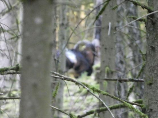 Ein Muffelbock weit entfernt zwischen den Bäumen, er ist leider nur unscharf zu erkennen