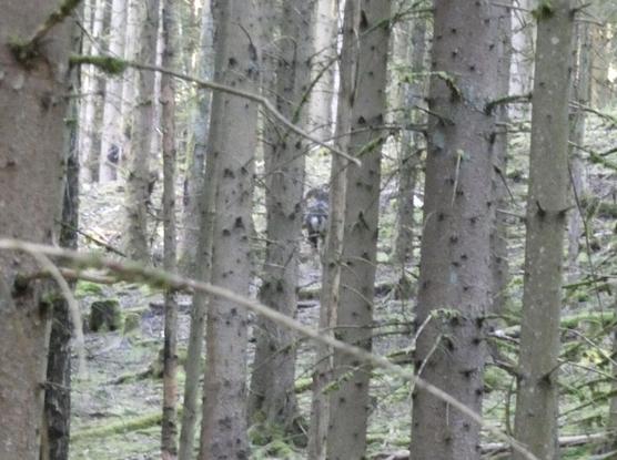 Ein Muffelschaf zwischen Bäumen in der Ferne