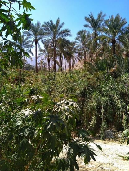 تصویری شامل درختان نخل، آسمانی صاف و آفتابی.