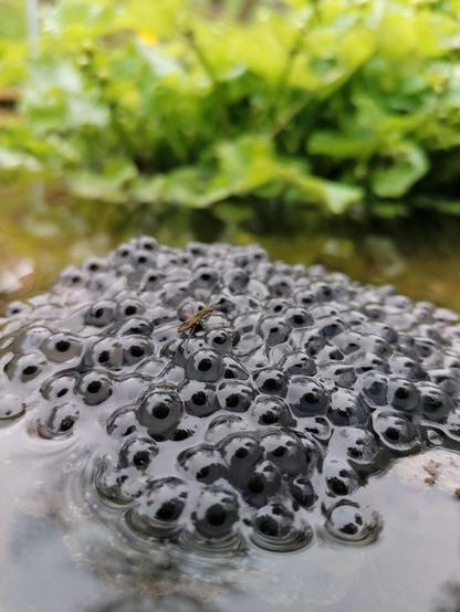 Ein Wasserläufer erklimmt einen Berg aus Froschlaich, welcher aus dem ragt. Im Hintergrund ist eine Sumpfdotterblume zu erkennen. 

#teich #gartenteich #naturteich #quellwasser #garten #frosch #teichfrosch #sumpfdotterblume