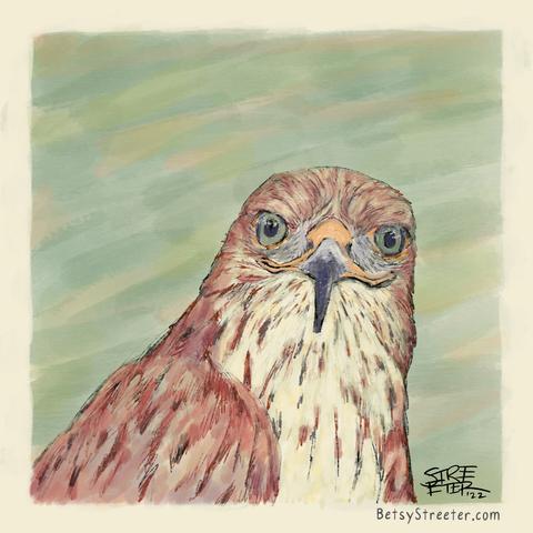 Digital painting of front view from the shoulders up of a Ferrouginus Hawk