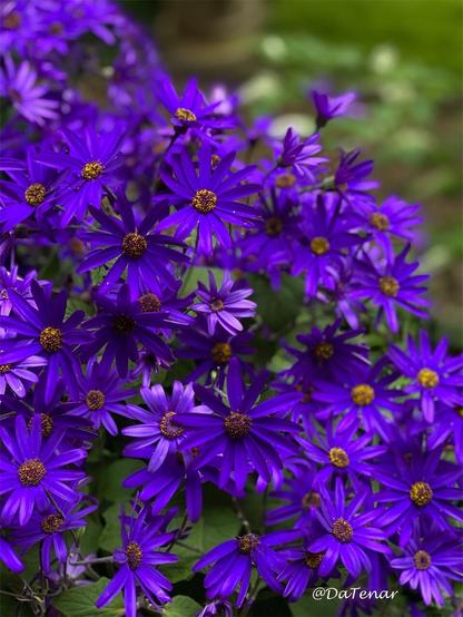 Close up of purple asters in flower
