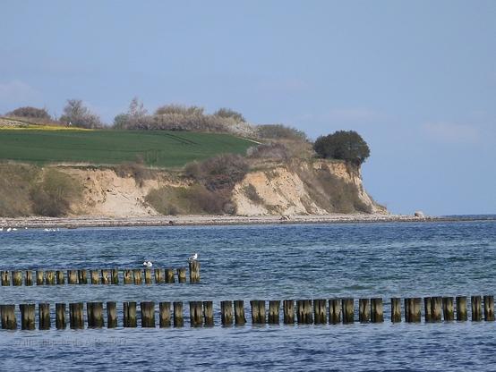 The high coast with some trees and bushes, the latter with white blossoms in the distance. Parts of fields bordering on the upper edge of the high coast over the sea partly green partly yellow with fresh rape seed blossoms. Some wooden groynes in the foreground, leading from the beach into the sea.