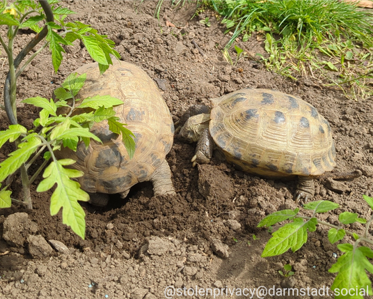 2 Landschildkröten auf lehmiger Erde. Die grössere gräbt mit den hinteren Krallen ein Loch  im feuchten Boden. Die andere sieht von der Seite zu. Im Vordergrund eine Tomatenpflanze