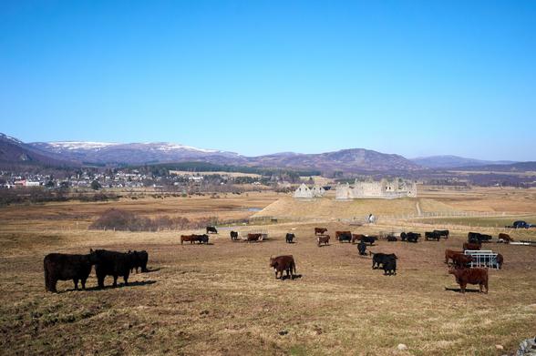 A field of black and dark brown-coloured cows standing in a dry field in front of the barracks