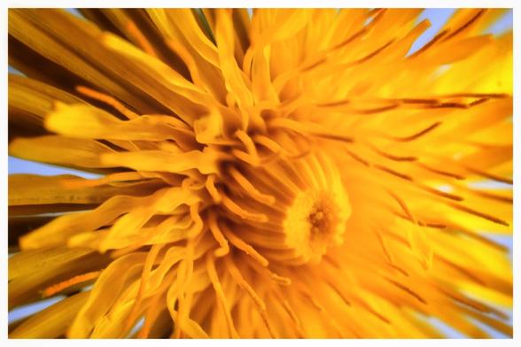 Bright yellow dandelion shot macro (close up) against a white background.