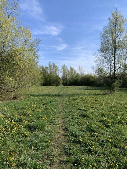 Der Wiesenweg führt von unten nach oben, durch eine Wiese mit Löwenzahn und Bäumen und Sträuchern links und rechts.