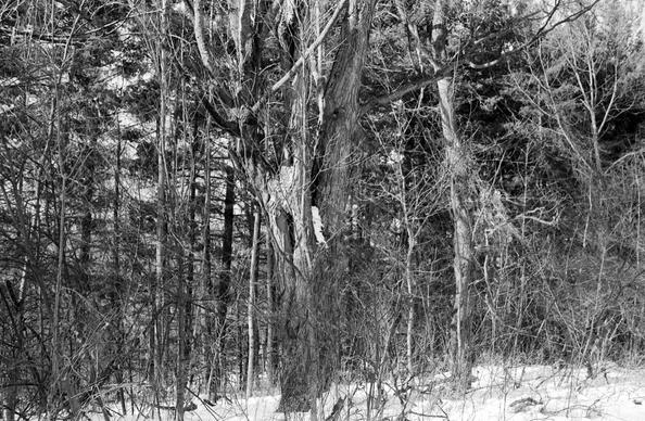 Mountsburg In Winter
