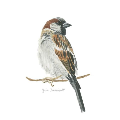 House sparrow in watercolor by Julia Bausenhardt