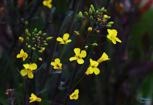 Field Mustard