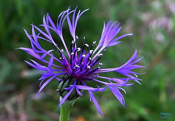 Knapweed  aka Cornflower