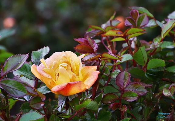 Tea Rose