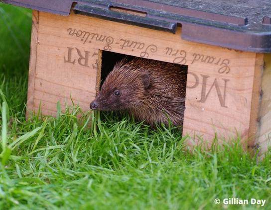 A hedgehog poking it’s head out of the square entrance hole of a wooden hedgehog box positioned on some grass. © Gillian Day