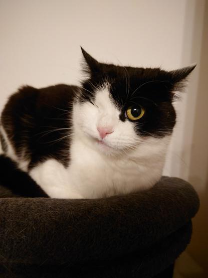 Schwarzweiße Katze mit einem Auge liegt auf einem Kratzbaum.