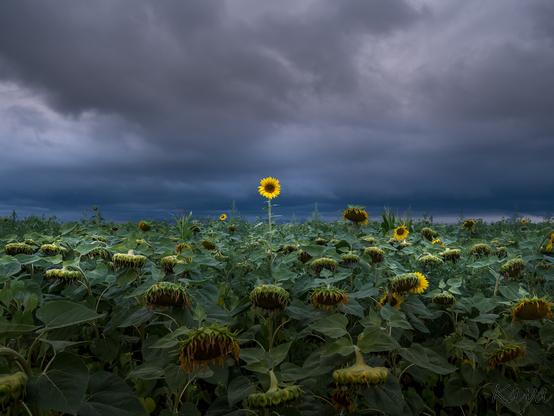 Ein Sonnenblumenfeld nach der Blüte.
Eine Sonnenblume hält den gelben Kopf hoch erhoben.