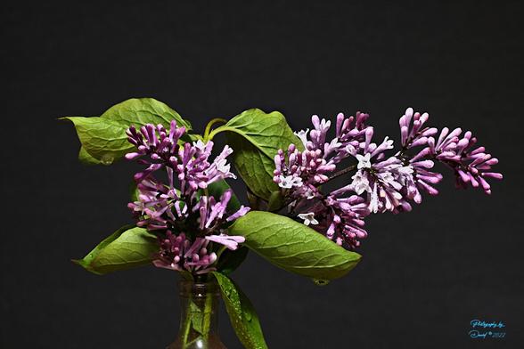 Focus Stacked image of Lilac's with water drops

Processed with Zerene Stacker in Linux