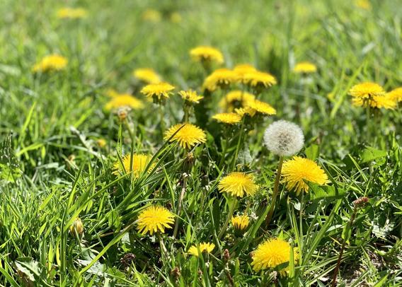 Porträtaufnahme von etwa zwei Dutzend Löwenzahnblüten auf einer Wiese. Dazwischen eine „Pusteblume“.