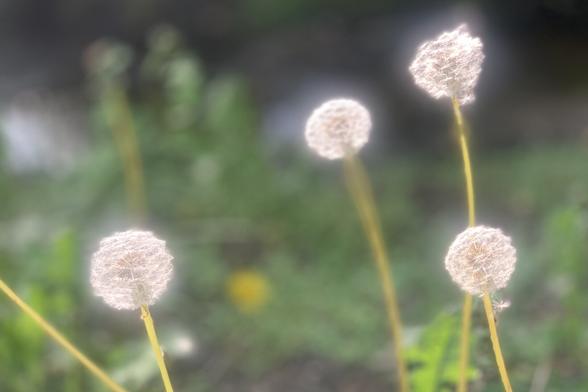 Porträtaufnahme einer Handvoll Pusteblumen an einem Bachlauf. Die tiefstehende Abendsonne lässt die weißen Köpfe der Blumen „leuchten“.