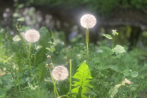 Porträtaufnahme einer Handvoll Pusteblumen an einem Bachlauf. Die tiefstehende Abendsonne lässt die weißen Köpfe der Blumen „leuchten“.