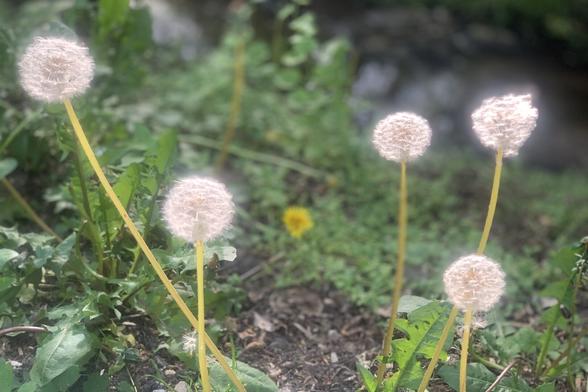 Porträtaufnahme einer Handvoll Pusteblumen an einem Bachlauf. Die tiefstehende Abendsonne lässt die weißen Köpfe der Blumen „leuchten“.