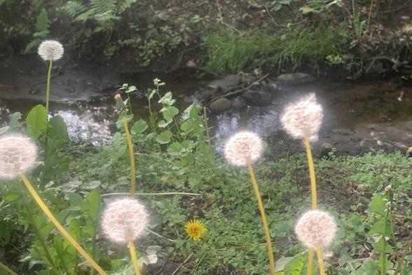 Porträtaufnahme einer Handvoll Pusteblumen an einem Bachlauf. Die tiefstehende Abendsonne lässt die weißen Köpfe der Blumen „leuchten“.