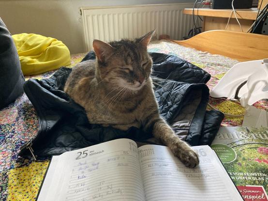 Katze auf dem Bett mit Büchern und anderen Sachen