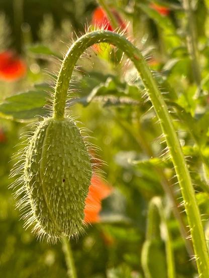 eine noch hängende Knospe vom Mohn
die Haare sind deutlich im Gegenlicht zu erkennen