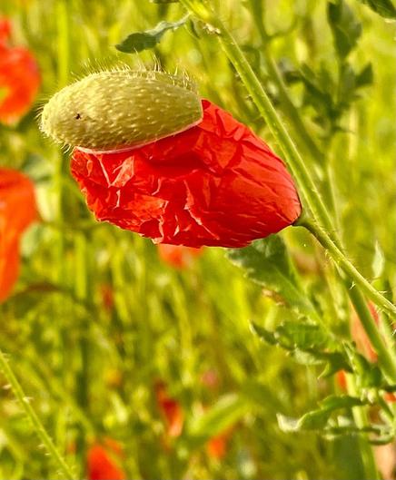 die Knospe hat sich aufgerichtet und die äußere Kapsel aufgesprengt 
eine Hälfte liegt noch oben auf der Blüte
